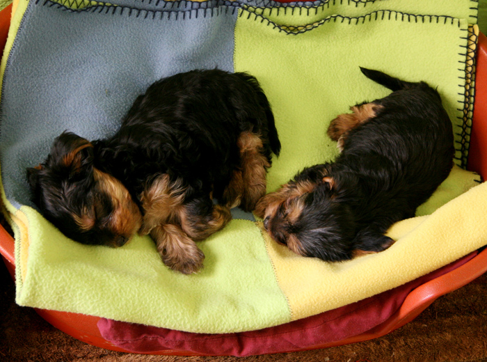 ddos攻击防御手段